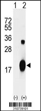 Western blot analysis of his-tag PLA2G1B (arrow) using his tag antibody. 293 cell lysates (2 ug/lane) either nontransfected (Lane 1) or transiently transfected with the PLA2G1B gene
