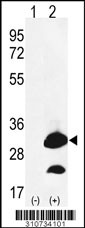 Western blot analysis of his-tag IL1F7 (arrow) using his tag antibody. 293 cell lysates (2 ug/lane) either nontransfected (Lane 1) or transiently transfected with the IL1F7 gene