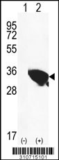 Western blot analysis of his-tag CLTB (arrow) using his tag antibody. 293 cell lysates (2 ug/lane) either nontransfected (Lane 1) or transiently transfected with the CLTB gene