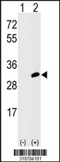 Western blot analysis of his-tag GLYCTK (arrow) using his tag antibody. 293 cell lysates (2 ug/lane) either nontransfected (Lane 1) or transiently transfected with the GLYCTK gene