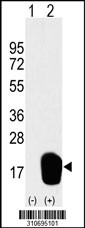 Western blot analysis of his-tag CMTM7 (arrow) using his tag antibody. 293 cell lysates (2 ug/lane) either nontransfected (Lane 1) or transiently transfected with the CMTM7 gene