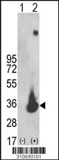 Western blot analysis of his-tag IMPA2 (arrow) using his tag antibody. 293 cell lysates (2 ug/lane) either nontransfected (Lane 1) or transiently transfected with the IMPA2 gene (Lane 2, Cat. #LY10690a).
