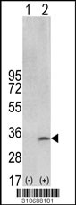 Western blot analysis of his-tag PDYN (arrow) using his tag antibody. 293 cell lysates (2 ug/lane) either nontransfected (Lane 1) or transiently transfected with the PDYN gene (Lane 2, Cat. #LY10688a).