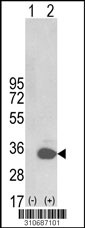 Western blot analysis of his-tag TP53RK (arrow) using his tag antibody. 293 cell lysates (2 ug/lane) either nontransfected (Lane 1) or transiently transfected with the TP53RK gene (Lane 2, Cat. #LY10687a).