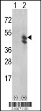 Western blot analysis of his-tag SEPHS2 (arrow) using his tag antibody. 293 cell lysates (2 ug/lane) either nontransfected (Lane 1) or transiently transfected with the SEPHS2 gene (Lane 2, Cat. #LY10671a).