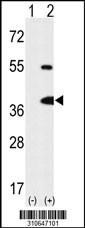 Western blot analysis of his-tag PSTK (arrow) using his tag antibody. 293 cell lysates (2 ug/lane) either nontransfected (Lane 1) or transiently transfected with the PSTK gene