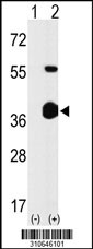 Western blot analysis of his-tag MAP2K3 (arrow) using his tag antibody. 293 cell lysates (2 ug/lane) either nontransfected (Lane 1) or transiently transfected with the MAP2K3 gene