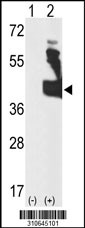 Western blot analysis of his-tag CDK10 (arrow) using his tag antibody. 293 cell lysates (2 ug/lane) either nontransfected (Lane 1) or transiently transfected with the CDK10 gene
