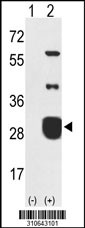 Western blot analysis of his-tag AK3L1 (arrow) using his tag antibody. 293 cell lysates (2 ug/lane) either nontransfected (Lane 1) or transiently transfected with the AK3L1 gene