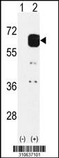 Western blot analysis of his-tag SHPK (arrow) using his tag antibody. 293 cell lysates (2 ug/lane) either nontransfected (Lane 1) or transiently transfected with the SHPK gene