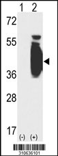 Western blot analysis of his-tag CRKL (arrow) using his tag antibody. 293 cell lysates (2 ug/lane) either nontransfected (Lane 1) or transiently transfected with the CRKL gene