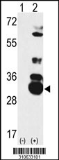 Western blot analysis of his-tag IP6K1 (arrow) using his tag antibody. 293 cell lysates (2 ug/lane) either nontransfected (Lane 1) or transiently transfected with the IP6K1 gene