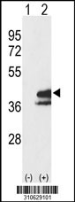 Western blot analysis of his-tag PPP1CC (arrow) using his tag antibody. 293 cell lysates (2 ug/lane) either nontransfected (Lane 1) or transiently transfected with the PPP1CC gene