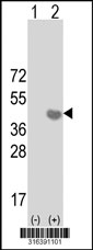 Western blot analysis of his-tag RLBP1L2 (arrow) using his tag antibody. 293T cell lysates (2 ug/lane) either nontransfected (Lane 1) or transiently transfected with the RLBP1L2 gene‘