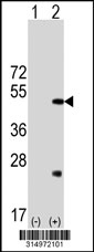 Western blot analysis of his-tag FAIM3 (arrow) using his tag antibody. 293T cell lysates (2 ug/lane) either nontransfected (Lane 1) or transiently transfected with the FAIM3 gene‘