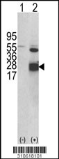 Western blot analysis of his-tag DUSP14 (arrow) using his tag antibody. 293 cell lysates (2 ug/lane) either nontransfected (Lane 1) or transiently transfected with the DUSP14 gene (Lane 2, Cat. #LY10618a).