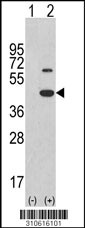 Western blot analysis of his-tag CDKL1 (arrow) using his tag antibody. 293 cell lysates (2 ug/lane) either nontransfected (Lane 1) or transiently transfected with the CDKL1 gene (Lane 2, Cat. #LY10616a).