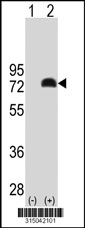 Western blot analysis of his-tag TRAF3IP2 (arrow) using his tag antibody. 293T cell lysates (2 ug/lane) either nontransfected (Lane 1) or transiently transfected with the TRAF3IP2 gene‘