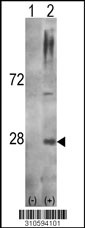 Western blot analysis of his-tag TNFSF14 (arrow) using his tag antibody. 293 cell lysates (2 ug/lane) either nontransfected (Lane 1) or transiently transfected with the TNFSF14 gene (Lane 2, Cat. #LY10594a).