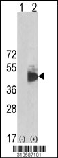 Western blot analysis of his-tag MAPK3 (arrow) using his tag antibody. 293 cell lysates (2 ug/lane) either nontransfected (Lane 1) or transiently transfected with the MAPK3 gene (Lane 2, Cat. #LY10587a).