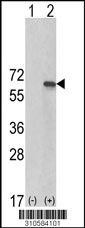 Western blot analysis of his-tag BECN1 (arrow) using his tag antibody. 293 cell lysates (2 ug/lane) either nontransfected (Lane 1) or transiently transfected with the BECN1 gene (Lane 2, Cat. #LY10584a).