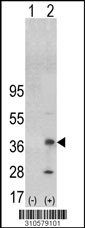 Western blot analysis of his-tag FBXL12 (arrow) using his tag antibody. 293 cell lysates (2 ug/lane) either nontransfected (Lane 1) or transiently transfected with the FBXL12 gene (Lane 2, Cat. #LY10579a).
