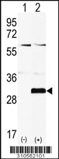 Western blot analysis of his-tag PDIK1L (arrow) using his tag antibody. 293 cell lysates (2 ug/lane) either nontransfected (Lane 1) or transiently transfected with the PDIK1L gene