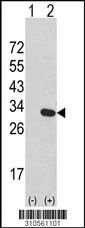 Western blot analysis of his-tag PSMA6 (arrow) using his tag antibody. 293 cell lysates (2 ug/lane) either nontransfected (Lane 1) or transiently transfected with the PSMA6 gene (Lane 2, Cat. #LY10561a).