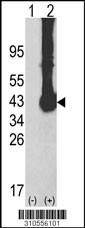 Western blot analysis of his-tag PSMF1 (arrow) using his tag antibody. 293 cell lysates (2 ug/lane) either nontransfected (Lane 1) or transiently transfected with the PSMF1 gene (Lane 2, Cat. #LY10556a).