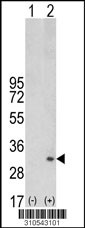 Western blot analysis of his-tag DULLARD (arrow) using his tag antibody. 293 cell lysates (2 ug/lane) either nontransfected (Lane 1) or transiently transfected with the DULLARD gene (Lane 2, Cat. #LY10543a).