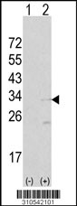 Western blot analysis of his-tag PPM1L (arrow) using his tag antibody. 293 cell lysates (2 ug/lane) either nontransfected (Lane 1) or transiently transfected with the PPM1L gene (Lane 2, Cat. #LY10542a).