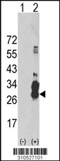 Western blot analysis of his-tag IL29 (arrow) using his tag antibody. 293 cell lysates (2 ug/lane) either nontransfected (Lane 1) or transiently transfected with the IL29 gene (Lane 2, Cat. #LY10527a).