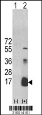 Western blot analysis of his-tag IL17A (arrow) using his tag antibody. 293 cell lysates (2 ug/lane) either nontransfected (Lane 1) or transiently transfected with the IL17A gene (Lane 2, Cat. #LY10514a).