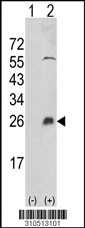 Western blot analysis of his-tag IL28A (arrow) using his tag antibody. 293 cell lysates (2 ug/lane) either nontransfected (Lane 1) or transiently transfected with the IL28A gene (Lane 2, Cat. #LY10513a).