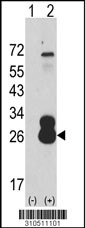 Western blot analysis of his-tag TNFSF18 (arrow) using his tag antibody. 293 cell lysates (2 ug/lane) either nontransfected (Lane 1) or transiently transfected with the TNFSF18 gene (Lane 2, Cat. #LY10511a).
