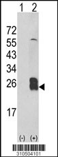 Western blot analysis of his-tag IL32 (arrow) using his tag antibody. 293 cell lysates (2 ug/lane) either nontransfected (Lane 1) or transiently transfected with the IL32 gene (Lane 2, Cat. #LY10504a).