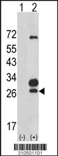 Western blot analysis of his-tag FGF6 (arrow) using his tag antibody. 293 cell lysates (2 ug/lane) either nontransfected (Lane 1) or transiently transfected with the FGF6 gene (Lane 2, Cat. #LY10501a).
