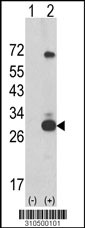 Western blot analysis of his-tag PDGFA (arrow) using his tag antibody. 293 cell lysates (2 ug/lane) either nontransfected (Lane 1) or transiently transfected with the PDGFA gene (Lane 2, Cat. #LY10500a).