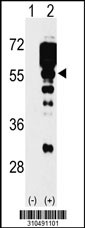 Western blot analysis of his-tag PCTK3 (arrow) using his tag antibody. 293 cell lysates (2 ug/lane) either nontransfected (Lane 1) or transiently transfected with the PCTK3 gene