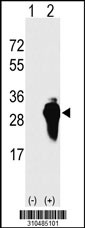 Western blot analysis of his-tag IL27 (arrow) using his tag antibody. 293 cell lysates (2 ug/lane) either nontransfected (Lane 1) or transiently transfected with the IL27 gene