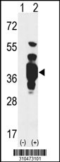 Western blot analysis of his-tag PIM2 (arrow) using his tag antibody. 293 cell lysates (2 ug/lane) either nontransfected (Lane 1) or transiently transfected with the PIM2 gene