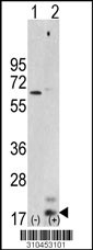 Western blot analysis of his-tag IL17F (arrow) using his tag antibody. 293 cell lysates (2 ug/lane) either nontransfected (Lane 1) or transiently transfected with the IL17F gene (Lane 2, Cat. #LY10453a).