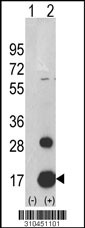 Western blot analysis of his-tag CXCL14 (arrow) using his tag antibody. 293 cell lysates (2 ug/lane) either nontransfected (Lane 1) or transiently transfected with the CXCL14 gene (Lane 2, Cat. #LY10451a).