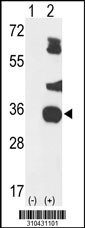 Western blot analysis of his-tag DAPP1 (arrow) using his tag antibody. 293 cell lysates (2 ug/lane) either nontransfected (Lane 1) or transiently transfected with the DAPP1 gene