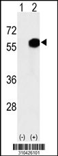 Western blot analysis of his-tag CLK2 (arrow) using his tag antibody. 293 cell lysates (2 ug/lane) either nontransfected (Lane 1) or transiently transfected with the CLK2 gene