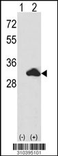 Western blot analysis of his-tag PENK (arrow) using his tag antibody. 293 cell lysates (2 ug/lane) either nontransfected (Lane 1) or transiently transfected with the PENK gene (Lane 2, Cat. #LY10395a).