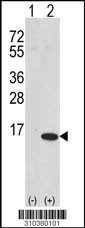 Western blot analysis of his-tag MIA (arrow) using his tag antibody. 293 cell lysates (2 ug/lane) either nontransfected (Lane 1) or transiently transfected with the MIA gene (Lane 2, Cat. #LY10380a).