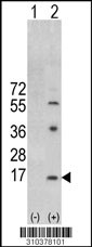 Western blot analysis of his-tag GRP (arrow) using his tag antibody. 293 cell lysates (2 ug/lane) either nontransfected (Lane 1) or transiently transfected with the GRP gene (Lane 2, Cat. #LY10378a).
