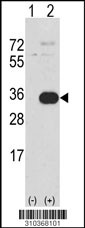 Western blot analysis of his-tag HLA-DQA1 (arrow) using his tag antibody. 293 cell lysates (2 ug/lane) either nontransfected (Lane 1) or transiently transfected with the HLA-DQA1 gene (Lane 2, Cat. #LY10368a).