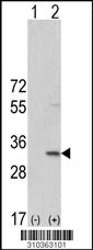 Western blot analysis of his-tag GNAQ (arrow) using his tag antibody. 293 cell lysates (2 ug/lane) either nontransfected (Lane 1) or transiently transfected with the GNAQ gene (Lane 2, Cat. #LY10363a).